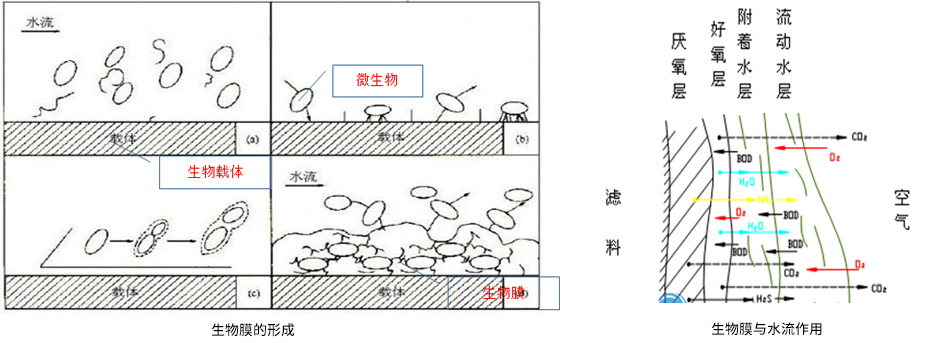 微生态活水直接净化工艺生物膜原理