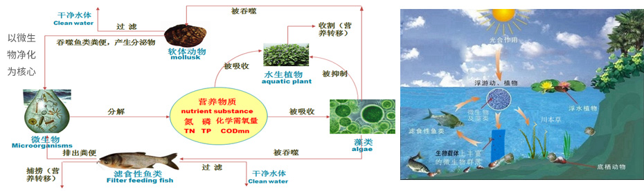 水生态系统构建—微生物-植物-动物组成