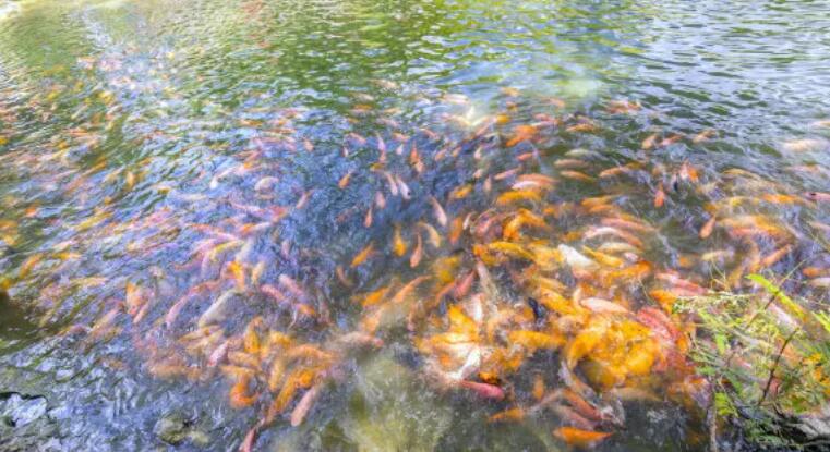 在水产养殖废水处理中，微生物起到什么作用？
