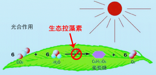 生态制剂除藻类原理示意图