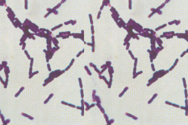 黑臭水体中微生物的来源有哪些？