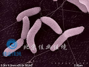 生物膜的微生物到底有哪些呢？